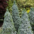 Picea glauca "Sander´s Blue" - smrek biely